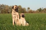 KANGAL 160